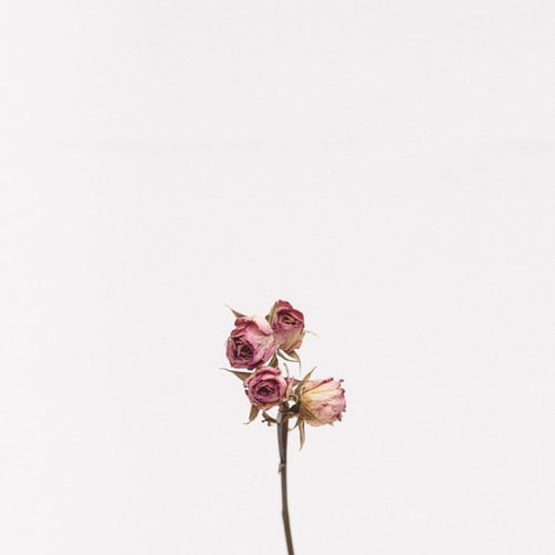 Roses in glas