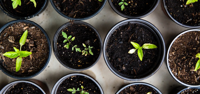 Green plants in pots